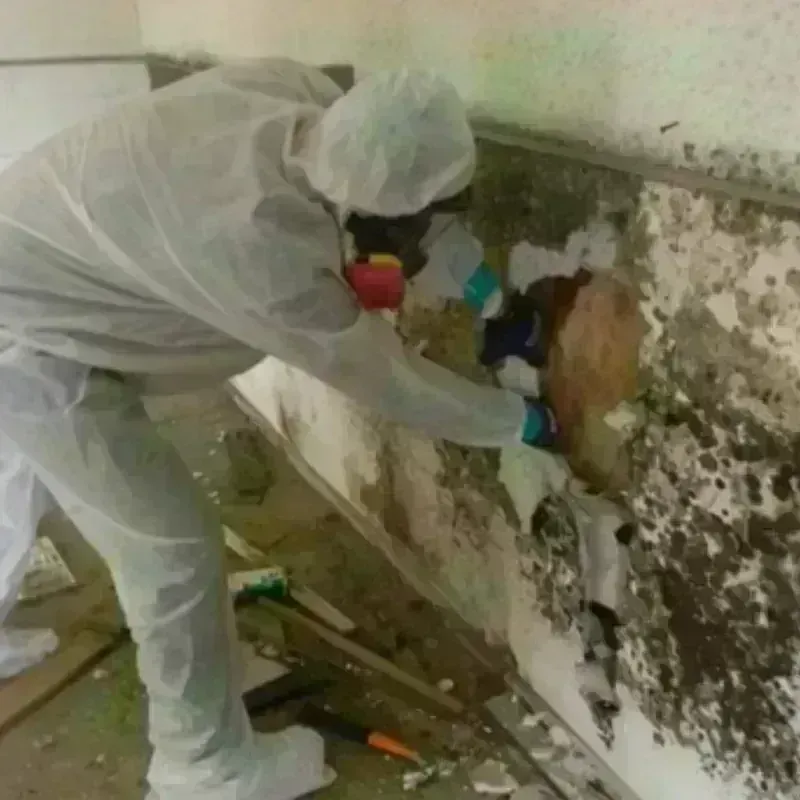 Mold Remediation and Removal in Stephens County, TX